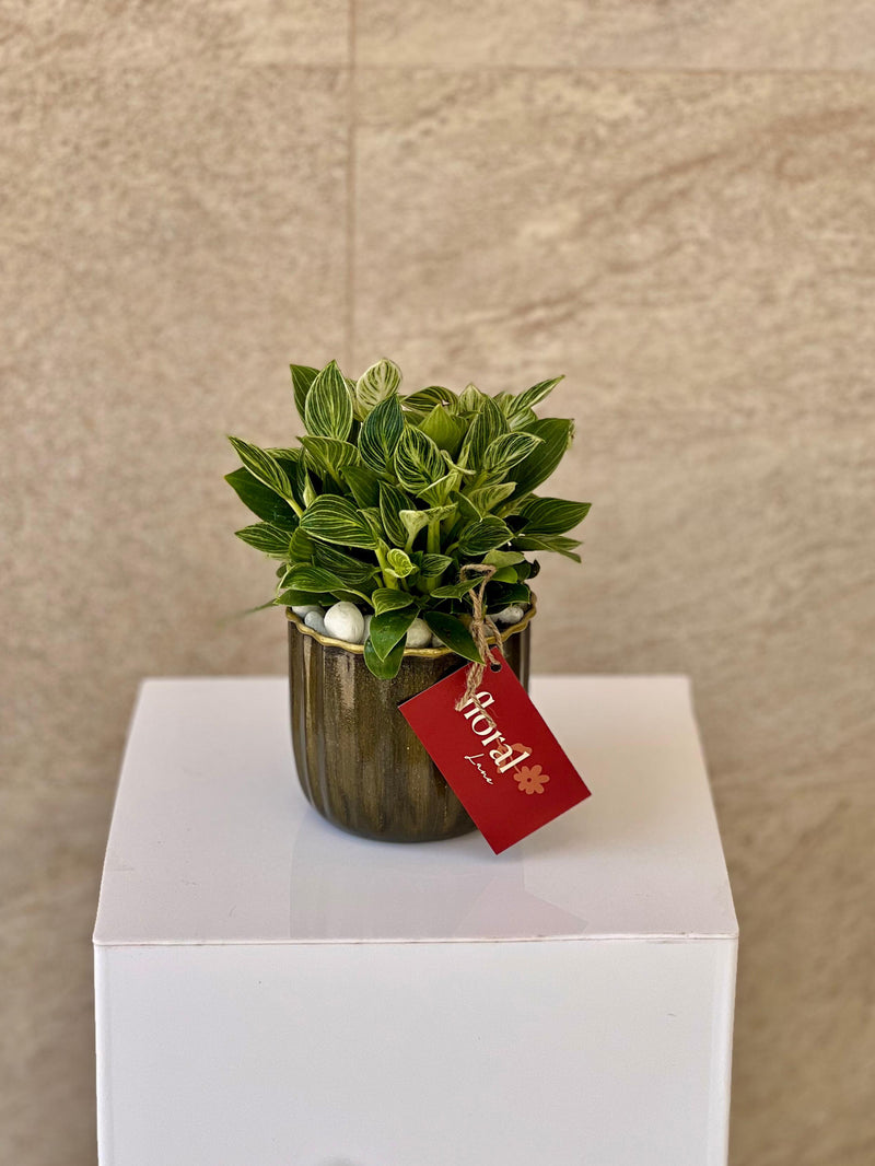 Philodendron Plant in Ceramic Pot