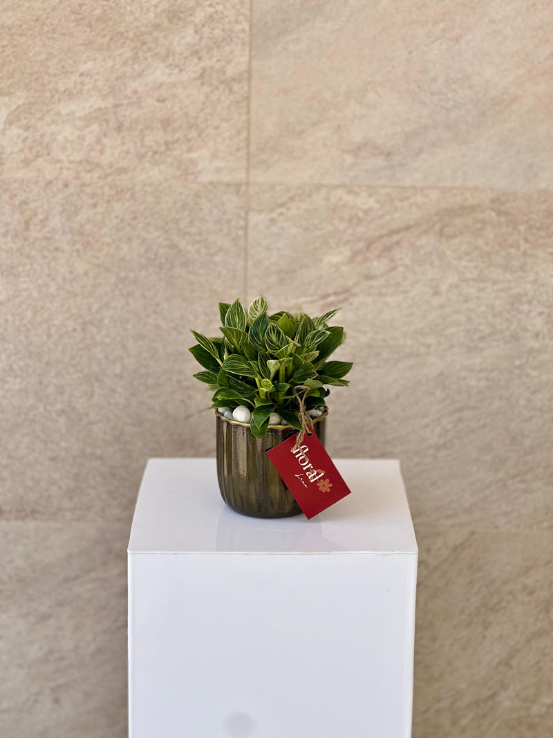 Philodendron Plant in Ceramic Pot