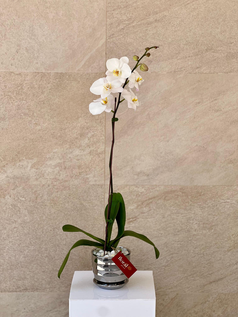 Single White Orchid in Silver Ceramic Pot