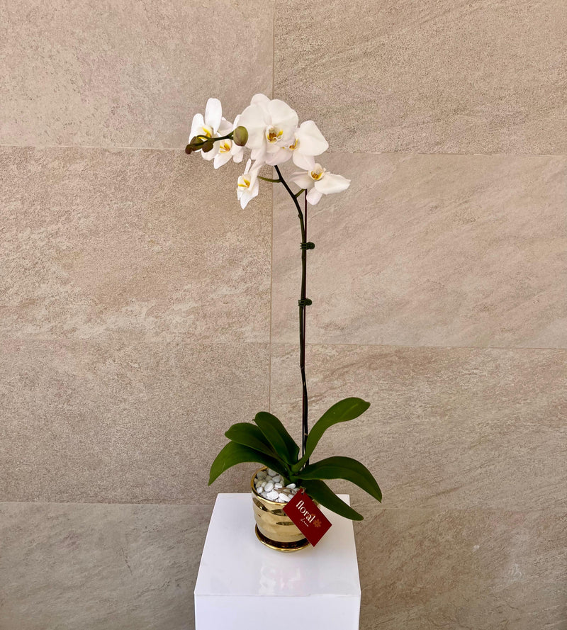 Single White Orchid in Golden Color Ceramic Pot