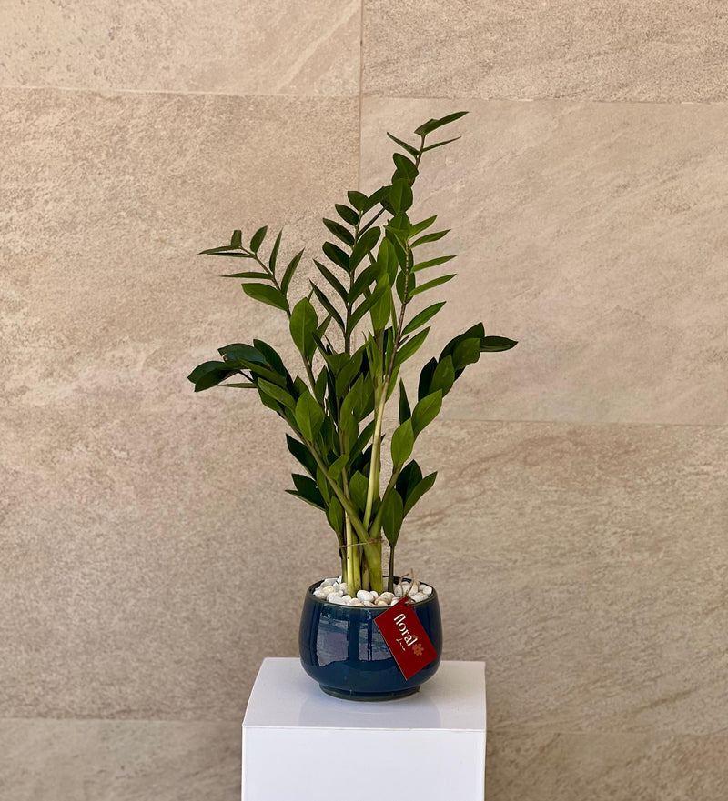 Zamia ZZ Plant - with Blue Ceramic Pot