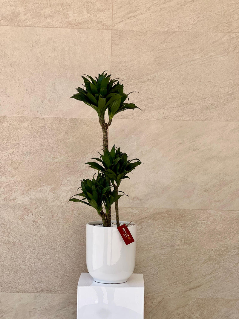 Dracaena Janet Craig in White Ceramic Pot