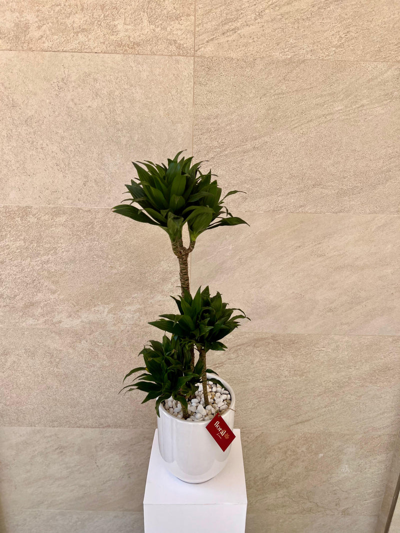 Dracaena Janet Craig in White Ceramic Pot
