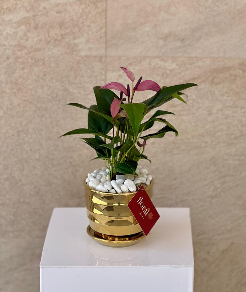 Zizou Anthurium in Golden Pot
