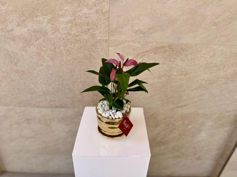 Zizou Anthurium in Golden Pot