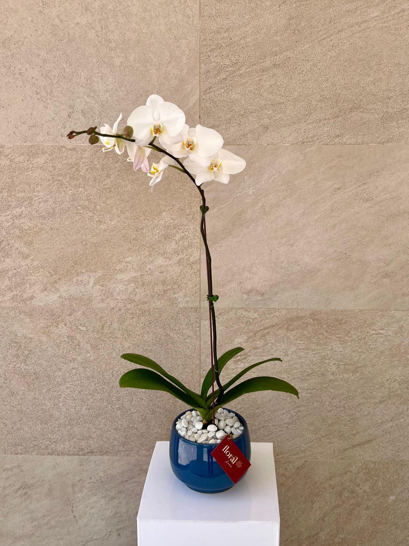 Single White Orchid in Blue Ceramic Pot
