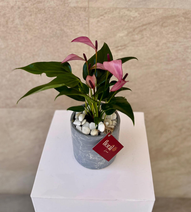 Zizou Anthurium in Stylish Gray Pot