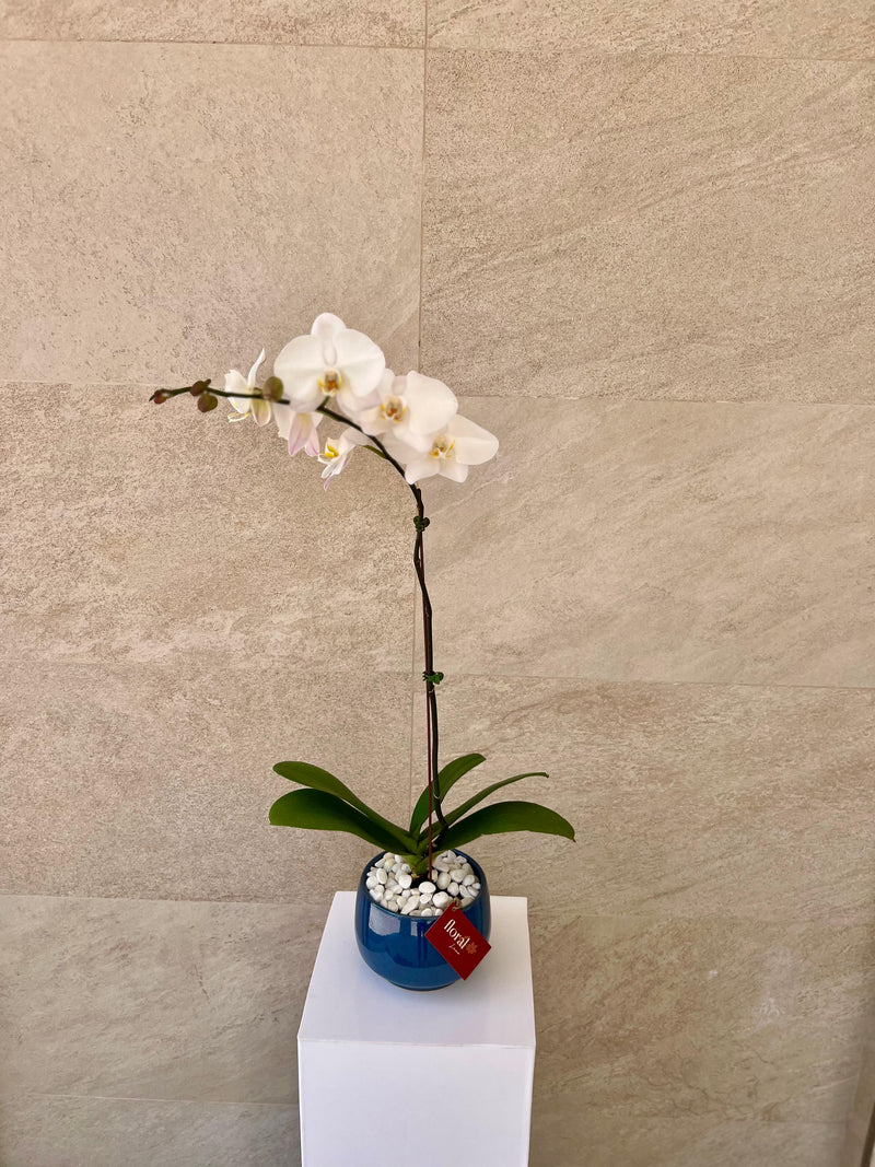 Single White Orchid in Blue Ceramic Pot