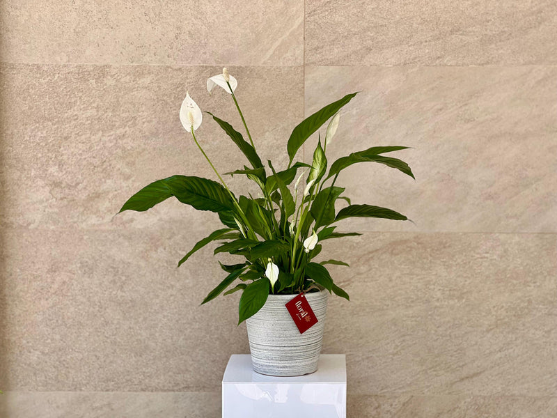 Spathiphyllum Peace Lily - With White Ceramic Pot