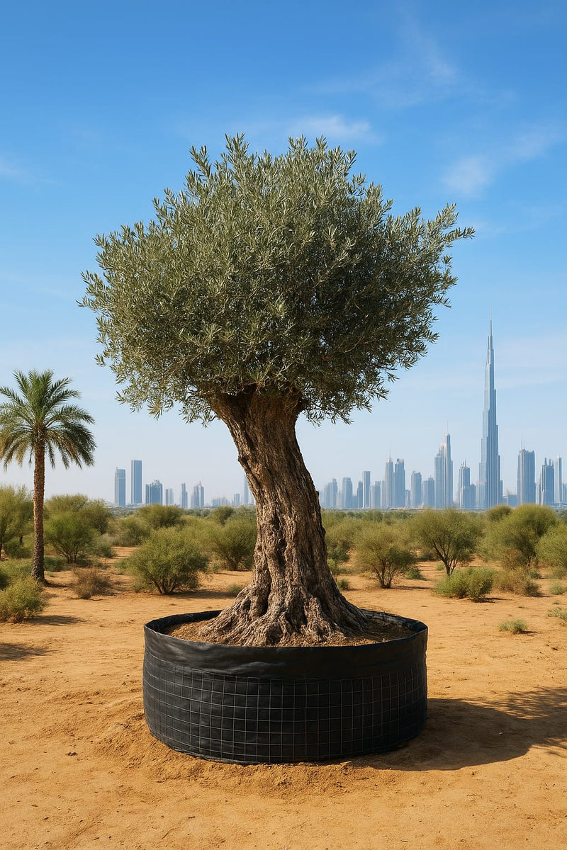 Sun-Kissed Olive Tree