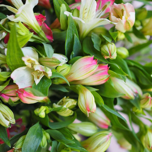 Fresh Alstroemerias Bunch