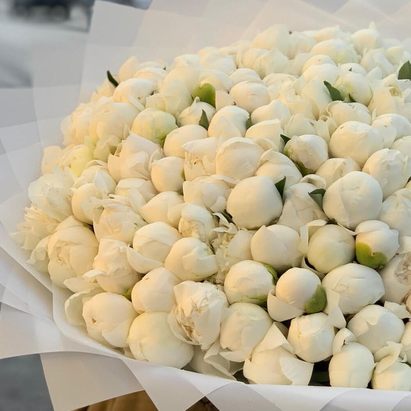 White Peony Elegance 101