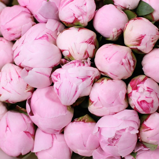 51 Pink Peonies Bouquet