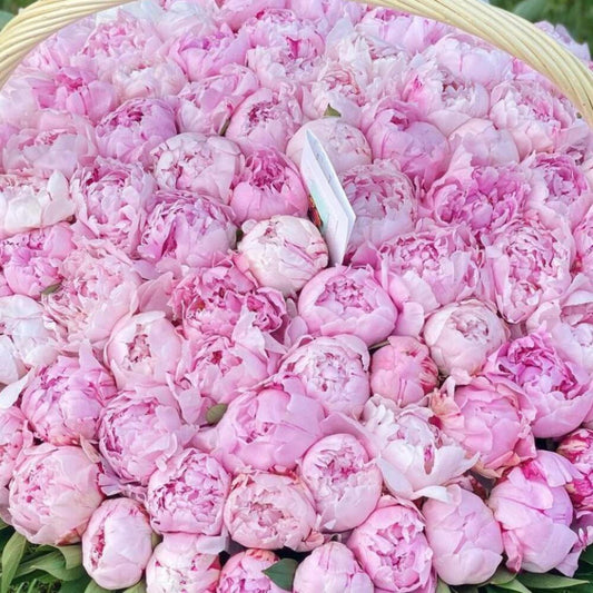 101 Peony Dreams Basket