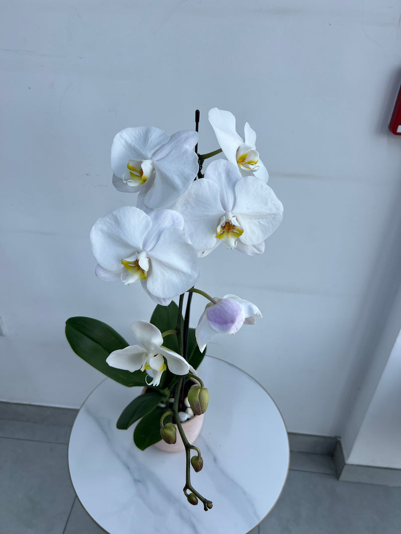 White Phalaenopsis Orchid Plant in Golden Pot
