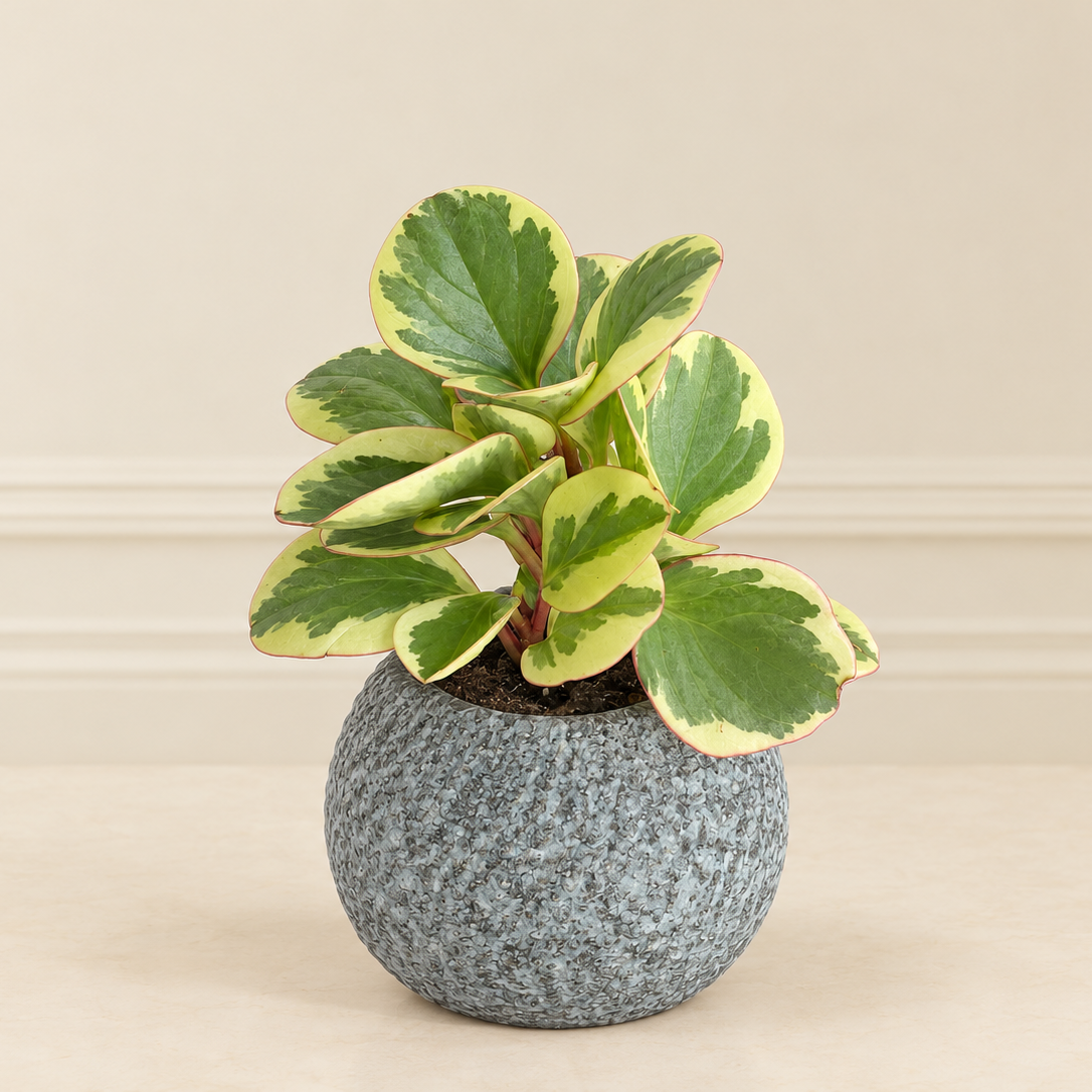 Peperomia Obtusifolia Variegata in Ceramic