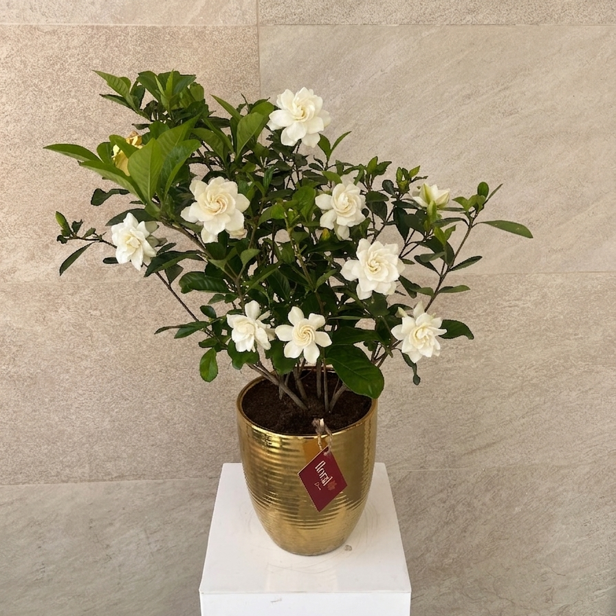 Gardenia Jasminoides in Golden Ceramic Pot
