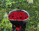 Signature Love - 31 Red Roses Bouquet