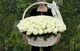 101 White Roses Basket: Purest Love
