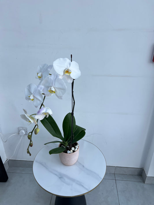 White Phalaenopsis Orchid Plant in Golden Pot