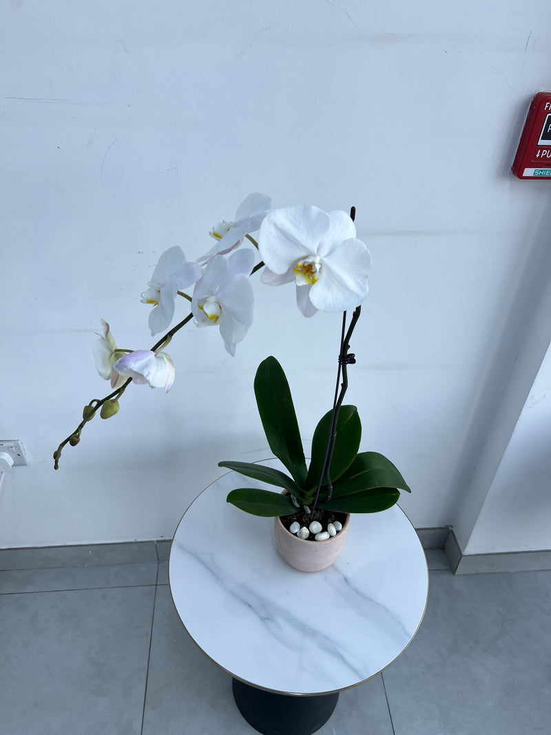 White Phalaenopsis Orchid Plant in Golden Pot