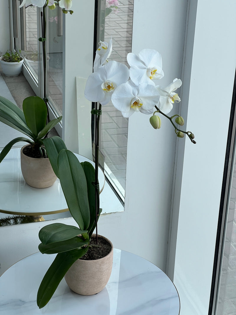 White Phalaenopsis Orchid Plant In Premium Pot