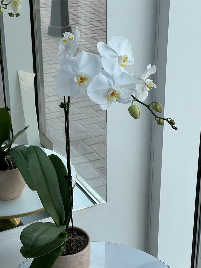 White Phalaenopsis Orchid Plant In Premium Pot