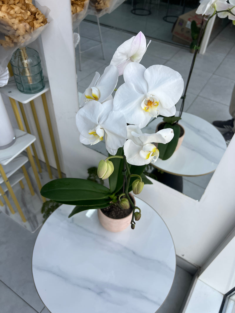 White Phalaenopsis Orchid Plant In Premium Pot