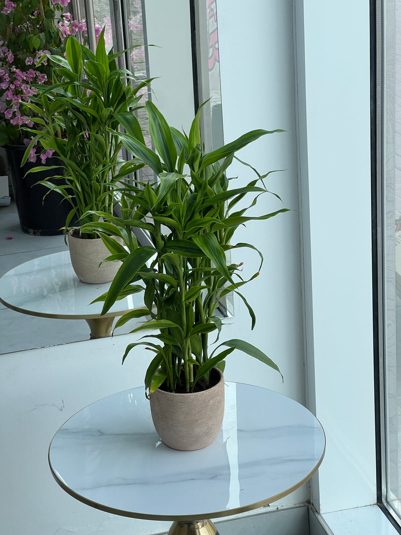 Lush Dracaena Reflexa Indoor Plant