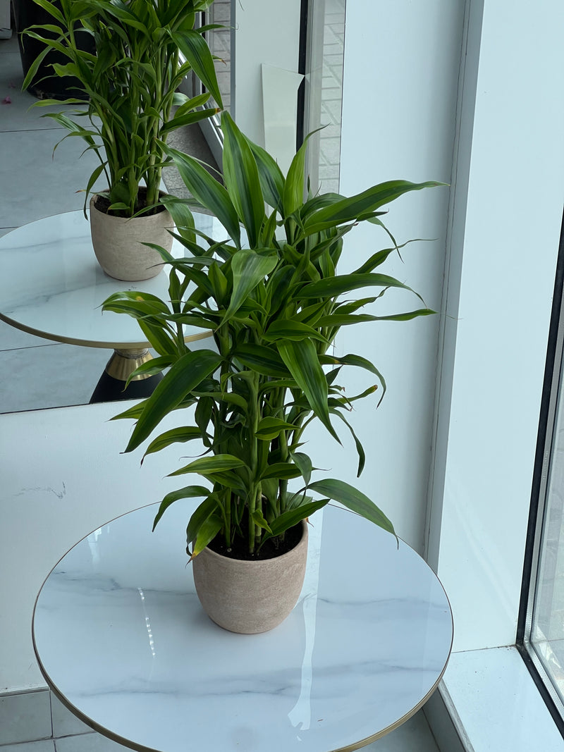 Lush Dracaena Reflexa Indoor Plant