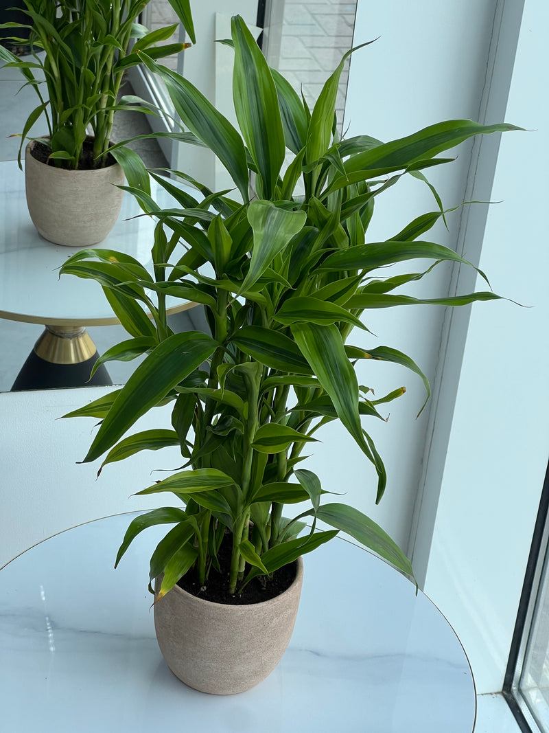 Lush Dracaena Reflexa Indoor Plant