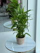 Lush Dracaena Reflexa Indoor Plant