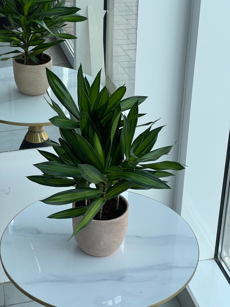 Dracaena Compacta in Terracotta Ceramic Pot