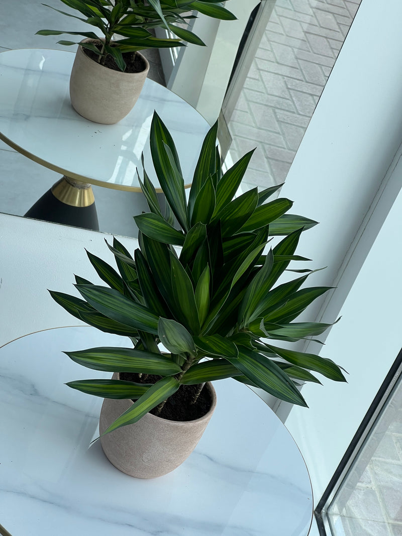 Dracaena Compacta in Terracotta Ceramic Pot