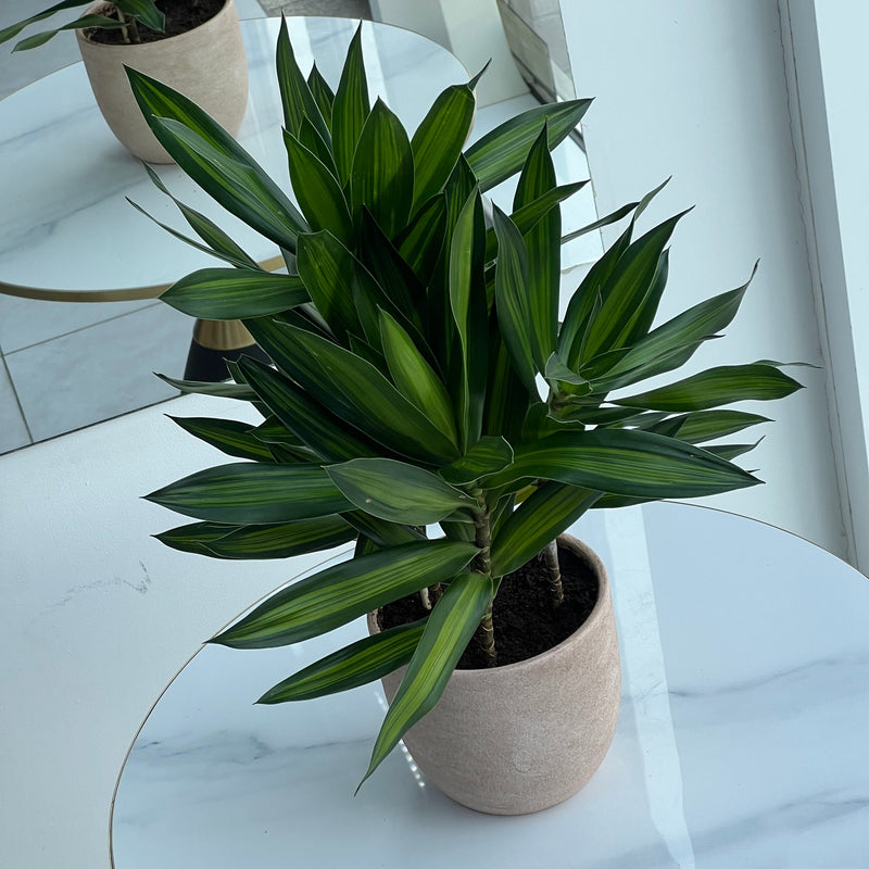 Dracaena Compacta in Terracotta Ceramic Pot