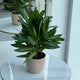 Dracaena Compacta in Terracotta Ceramic Pot