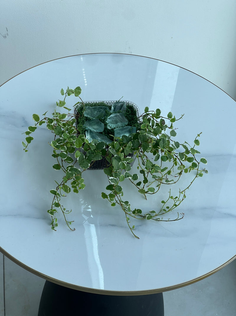 Trailing Variegated Ficus Pumila Plant