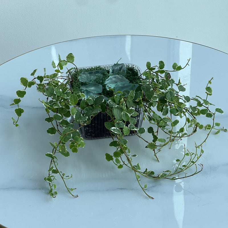 Trailing Variegated Ficus Pumila Plant