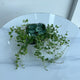 Trailing Variegated Ficus Pumila Plant