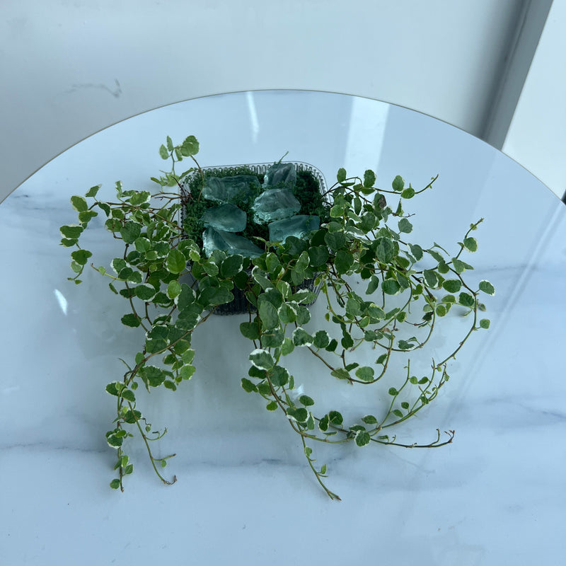 Trailing Variegated Ficus Pumila Plant