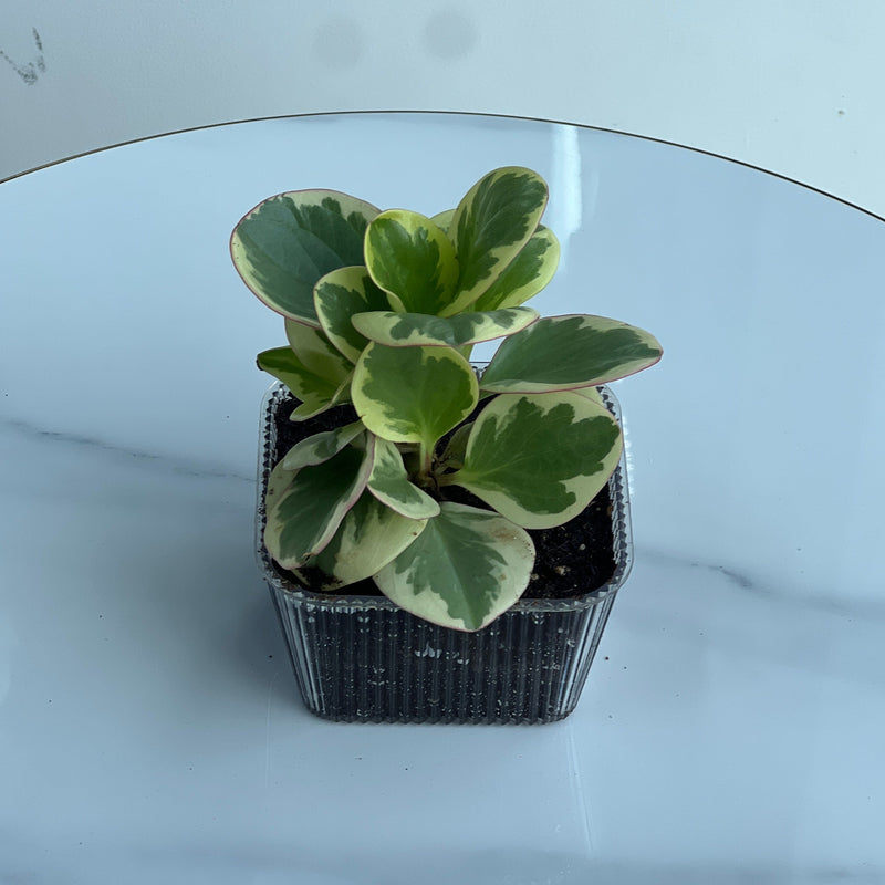 Potted Variegated Peperomia Obtusifolia