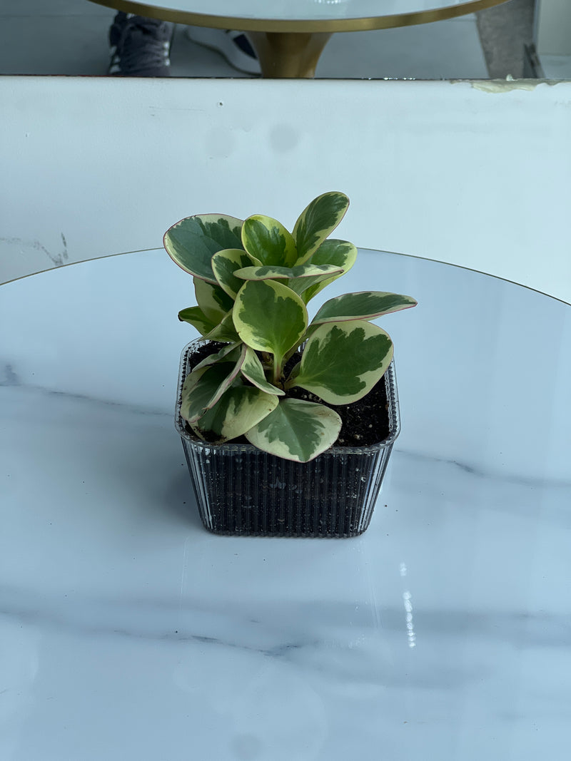 Potted Variegated Peperomia Obtusifolia