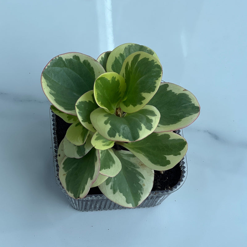 Potted Variegated Peperomia Obtusifolia