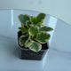 Potted Variegated Peperomia Obtusifolia