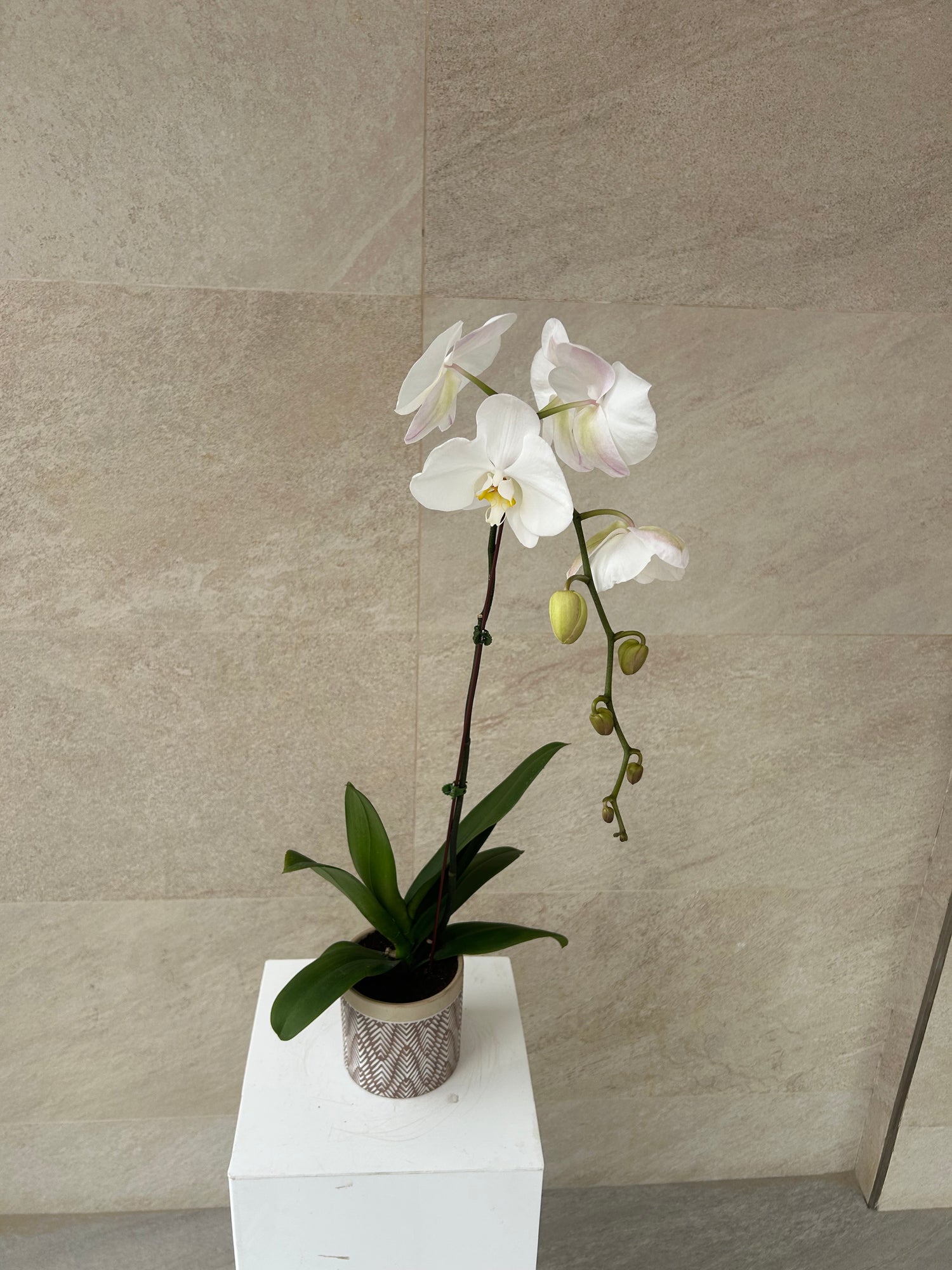 White Phalaenopsis Orchid Plant