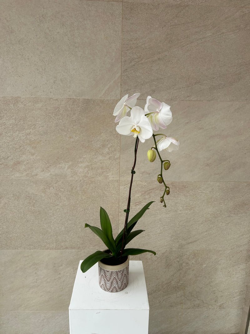 White Phalaenopsis Orchid Plant