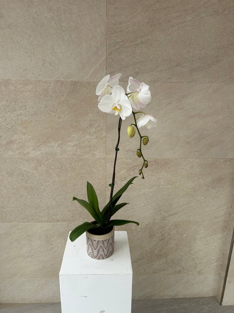 White Phalaenopsis Orchid Plant
