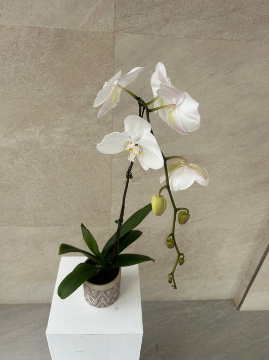 White Phalaenopsis Orchid Plant