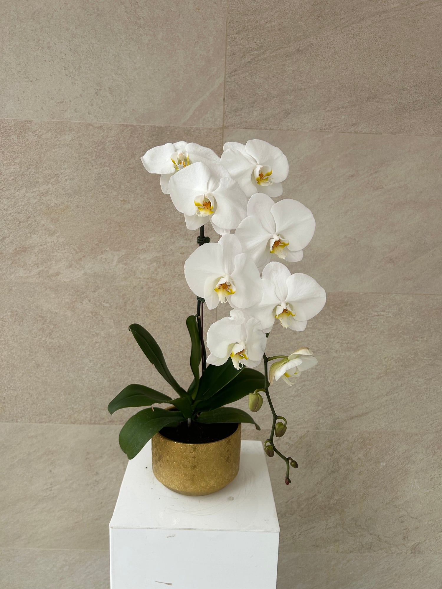 White Phalaenopsis Orchid Plant in Golden Pot