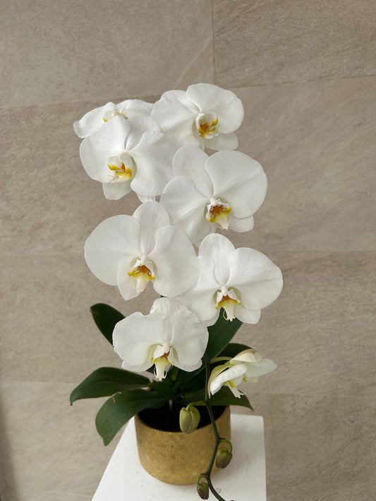 White Phalaenopsis Orchid Plant in Golden Pot